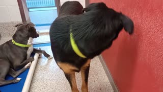 Vesper-B&Tan 9mos A882202 kennel 75 pod 3 Ethina 2y A871349 kennel 3 pod 1 PACC shelter20251022898