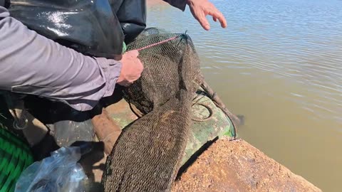Hunting & Harvest GIANT Sea Crabs – You Won’t Believe What We Pulled From the Ocean | Bien Vo Cuc