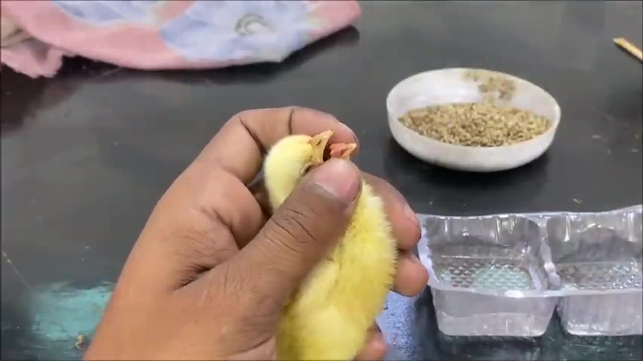 How to save life of chicken