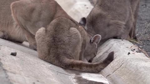 puma