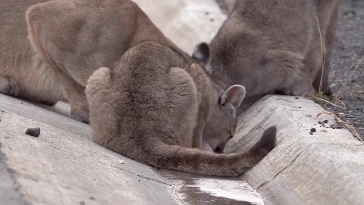puma