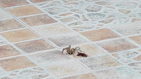 Spider Wasp Drags Paralyzed Spider