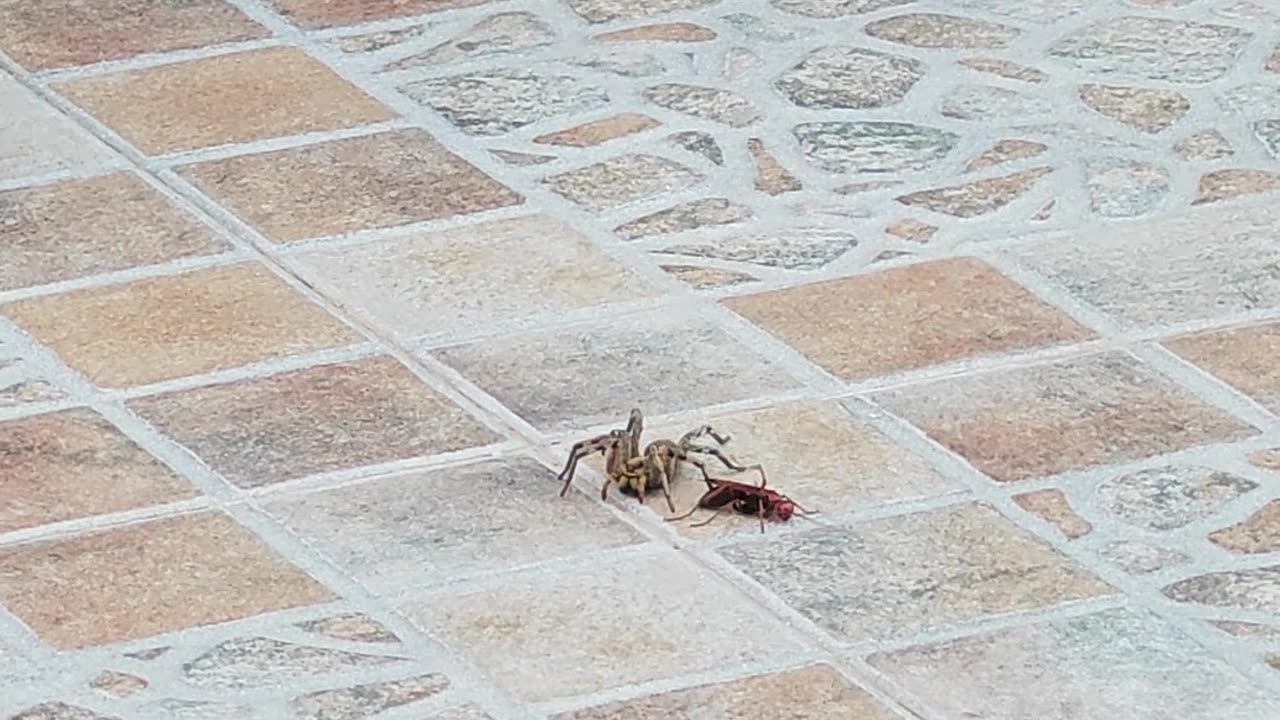 Spider Wasp Drags Paralyzed Spider