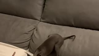 😂🐶 The Cutest Puppy Cube Play You'll Watch Today! | FunFM