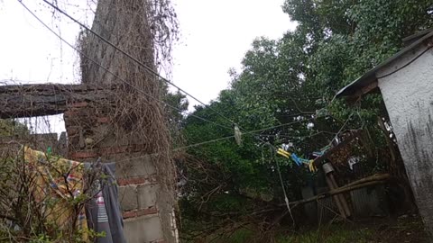 Lluvia mansa en un día de mucha lluvia en Tacuarembó 03/09/2025