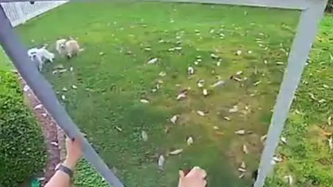 Dogs walking humans