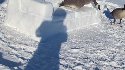 Canada Geese Visit the Snowfa