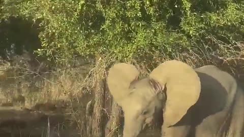 😱🦁 Baby Elephant Charges Tourists! | FunFM