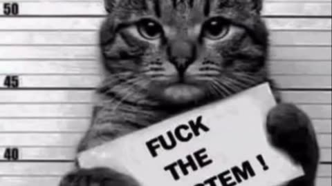 Meme Wars: Fcuk The System