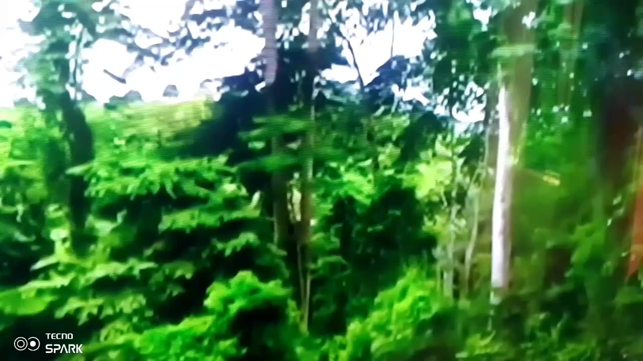Natural FOREST Magic.