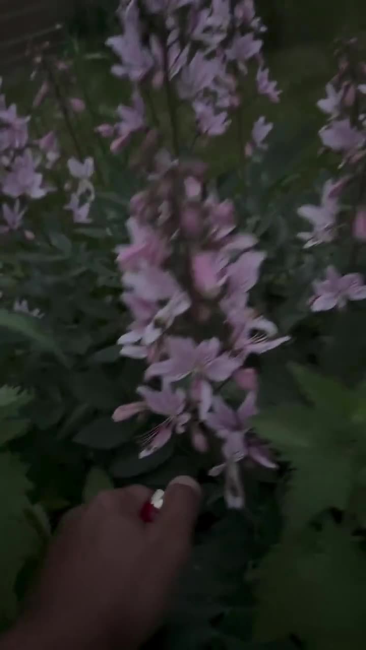 THIS IS DICTAMNUS ALBUS…COMMONLY CALLED GAS PLANT ON HOT DAYS IT EMITS A CITRUSY FLAMMABLE OIL THAT BRIEFLY IGNITS WHEN EXPOSED TO 🔥