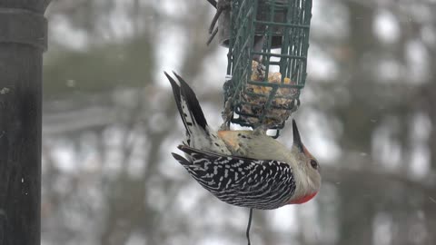 Red-bellied woodpecker