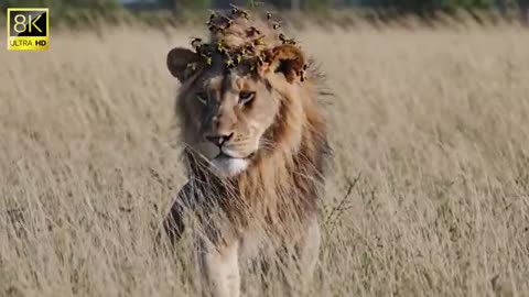 Millions of Bees Swarm a Lion – Watch the Rescue!