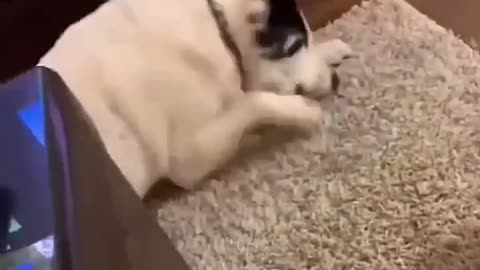 Dogs being idiots 3 🤣🐕 #funnydog #funnypet #cutedog #dog #dogshorts #funnyfailpetz