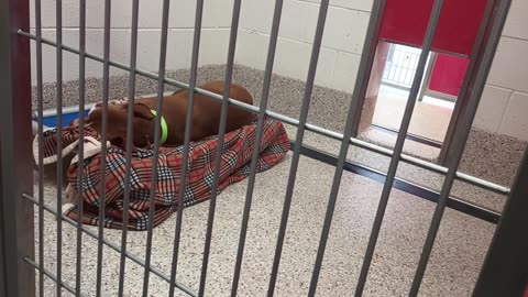 Braveheart 6y A869334 kennel 49 pod 2 PACC shelter20250706_380