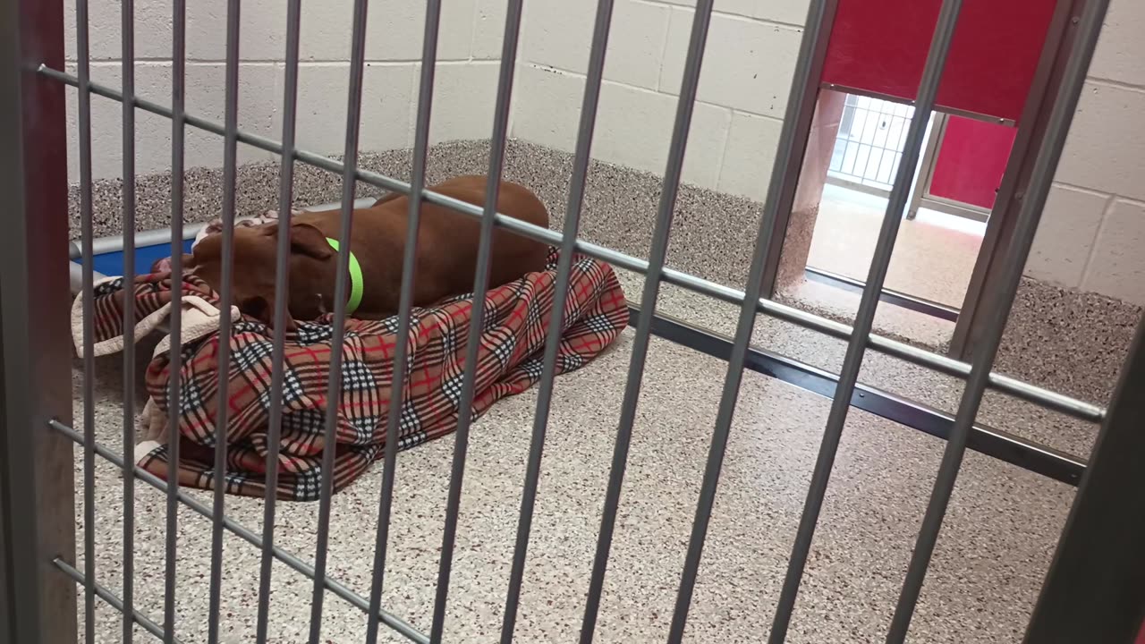 Braveheart 6y A869334 kennel 49 pod 2 PACC shelter20250706_380