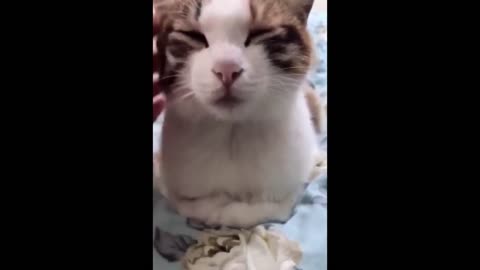 😂Funny animals compilation 2