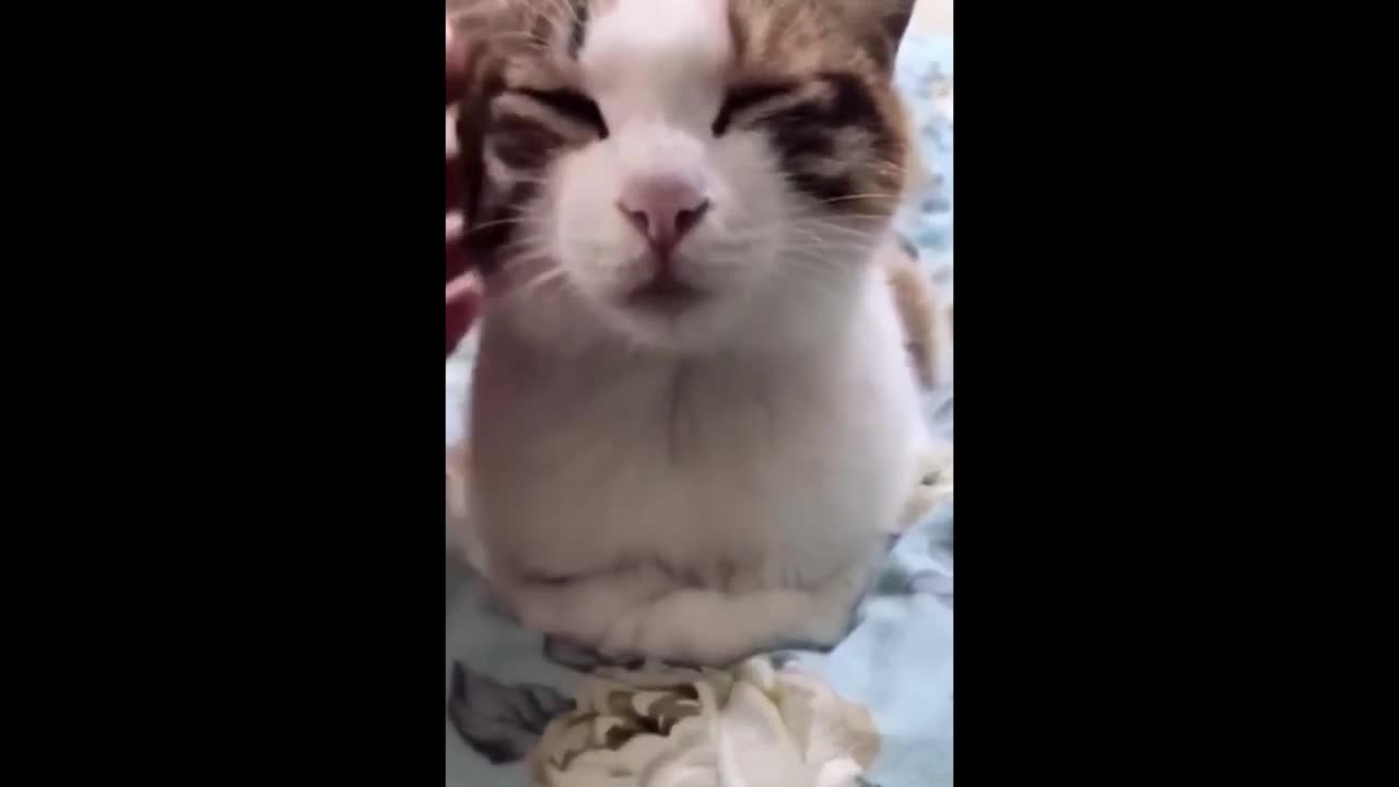 😂Funny animals compilation 2