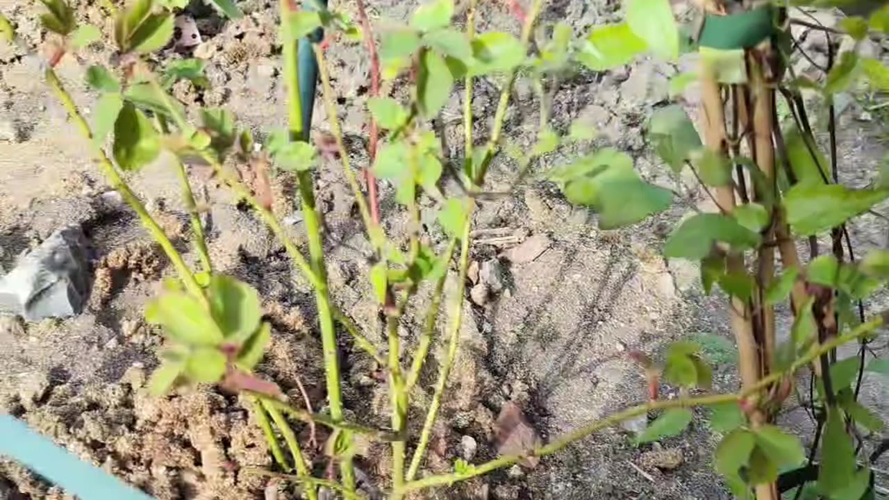 Companion plant tips for Climbing Roses!