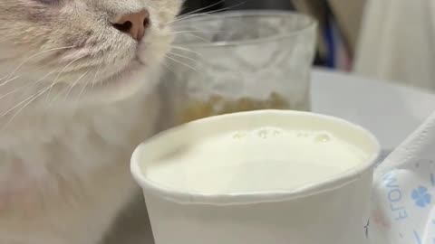 little glutton