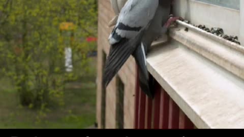 BIRD SPY DRONES.