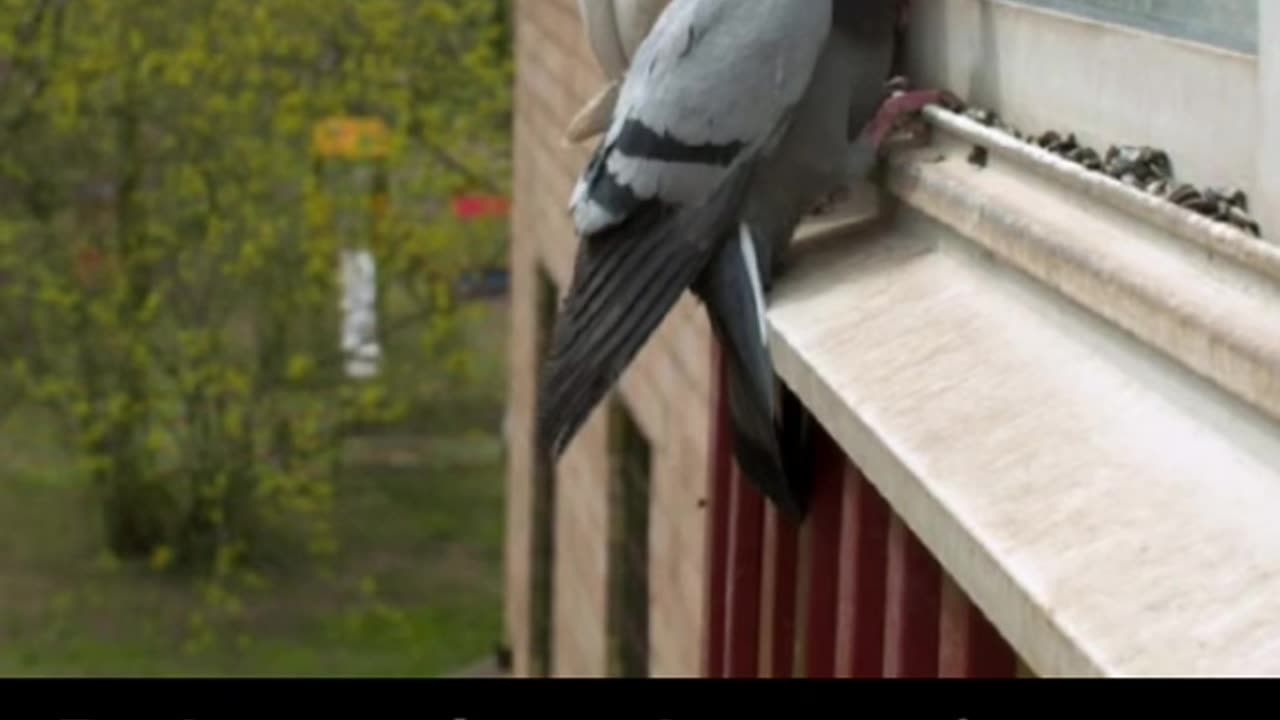 BIRD SPY DRONES.