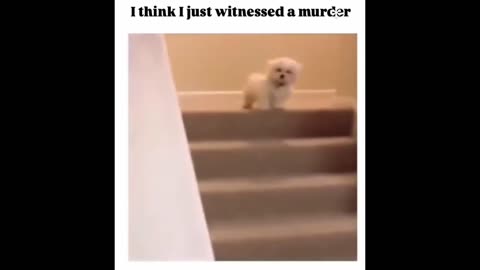 These Funny Videos of Cats & Pets make you laugh so bad | Try not to laugh Challenge