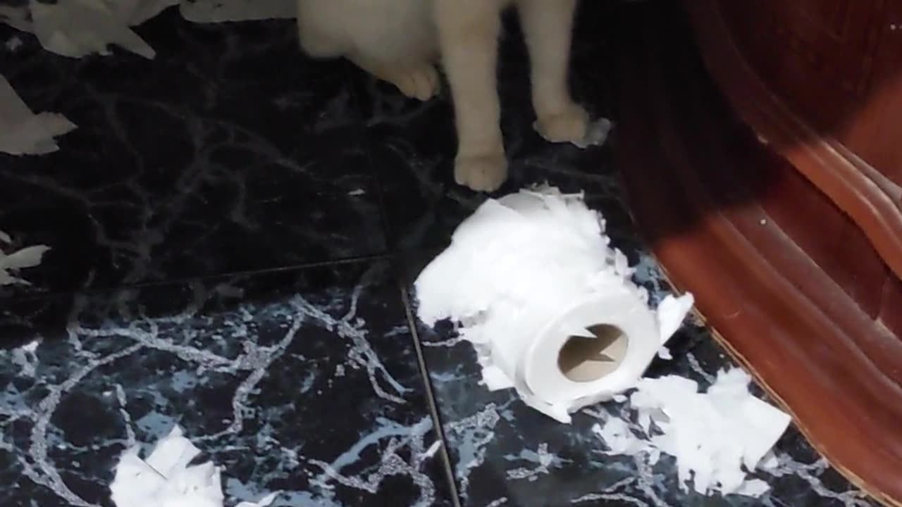 Romeo me meooooo!!!!!