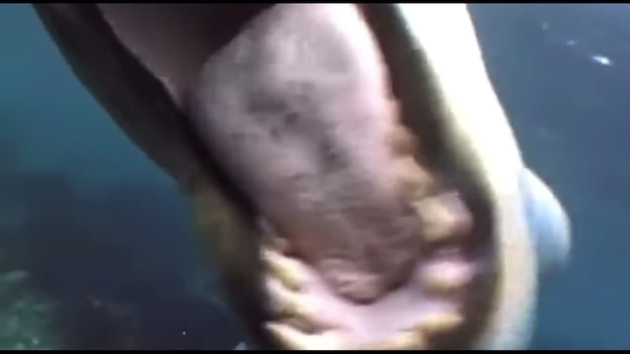 It Looks Cute… Until You See What It Does to Penguins”