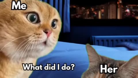 Cat talking- Relationship1