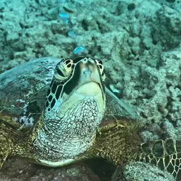 Sea turtles can hold their breath for a long time