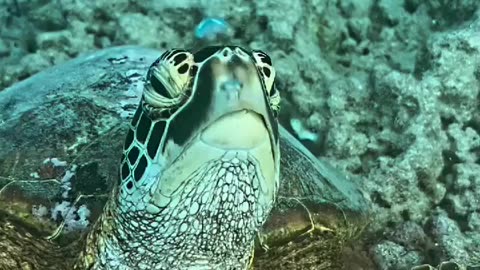 Sea turtles can hold their breath for a long time