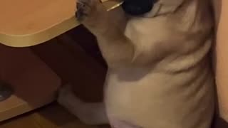 😂🐶 He's Got Some Amazing Tricks! Enjoy what he does | FunFM
