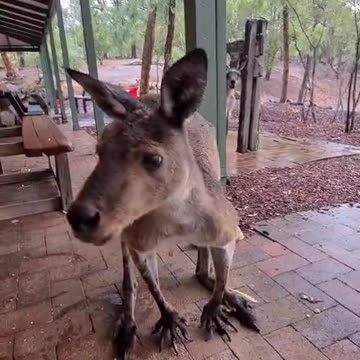 Kangaroo diaries only in Australia 🇦🇺