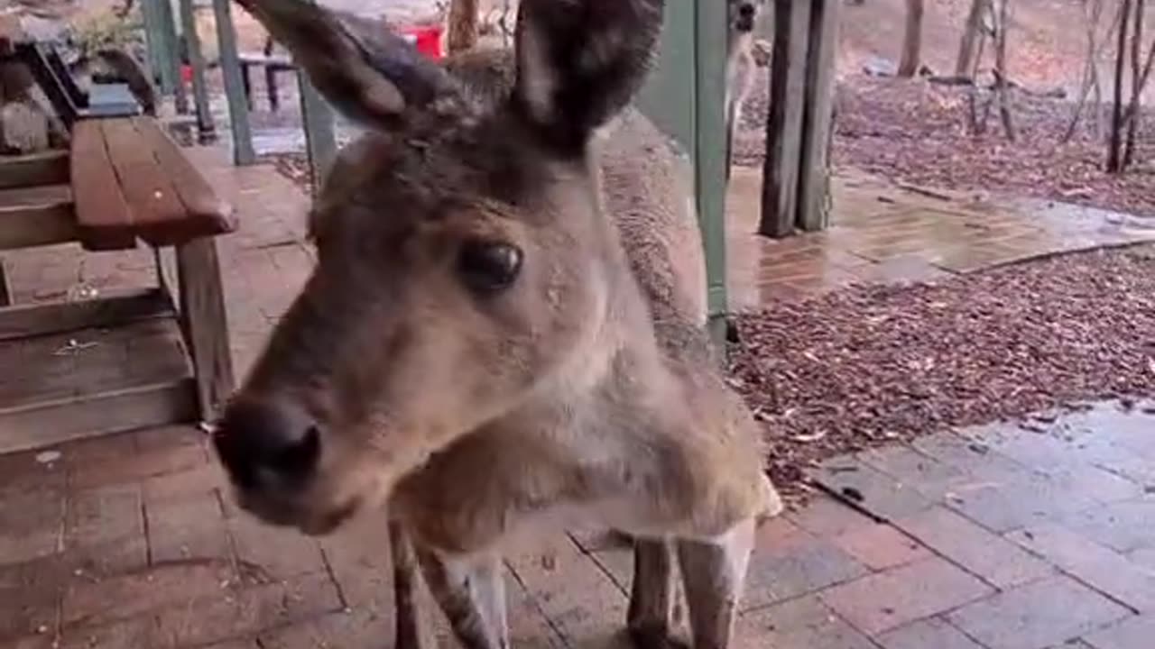 Kangaroo diaries only in Australia 🇦🇺