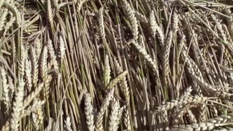 Incredible Examples of Crop Circles with the Basket Weave🧐👽👽👽👽👽👽👽👽👽👽