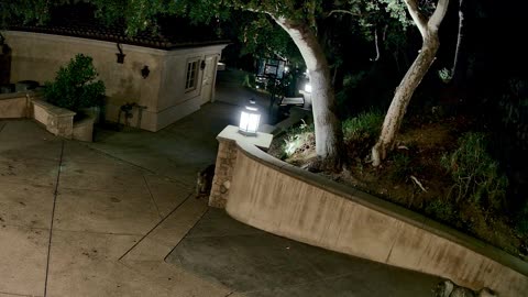 Bradbury Mountain Lion