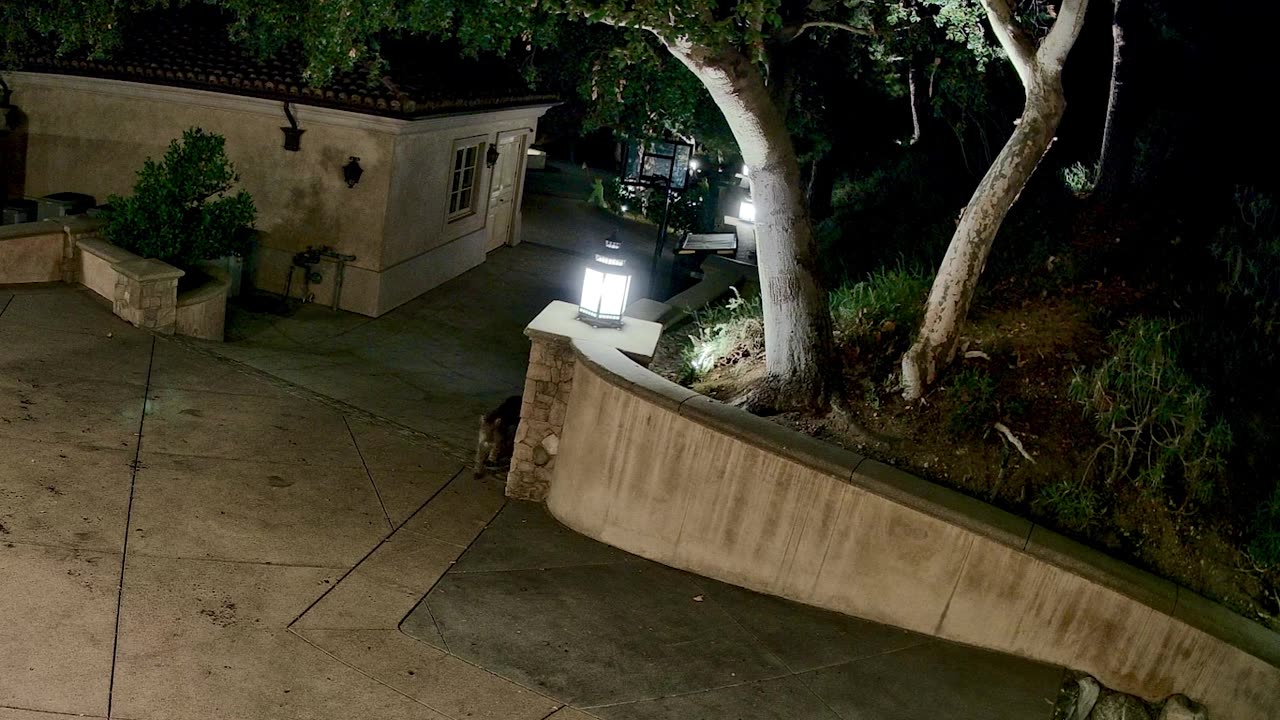 Bradbury Mountain Lion