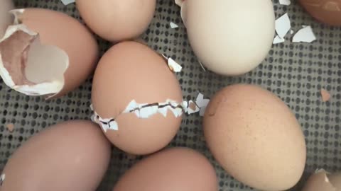 Hatch Day!