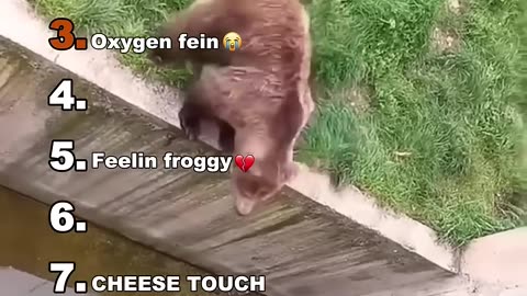 funny animals videos