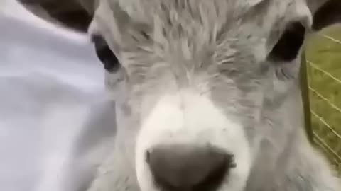 funny animals video