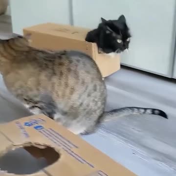 📦😸 "No Cat Can Resist a Cardboard Box 😹 | Cutest Cat Moments!"