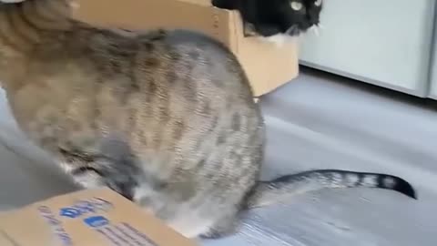 📦😸 "No Cat Can Resist a Cardboard Box 😹 | Cutest Cat Moments!"