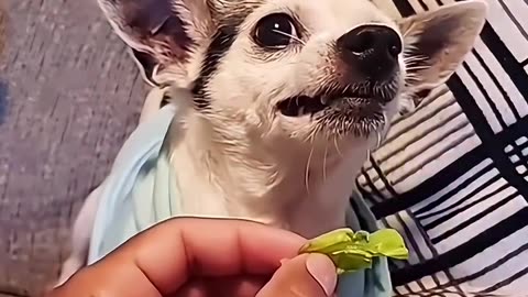 Dogs are NOT vegetarians and this proves it!