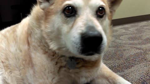 Dori .. Doctors DoggieVIDEO0267