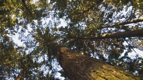 From Space to Soil: How NASA Sees Forests