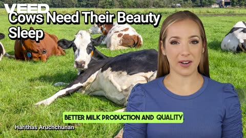 Cows' Beauty Sleep:Essential for Health
