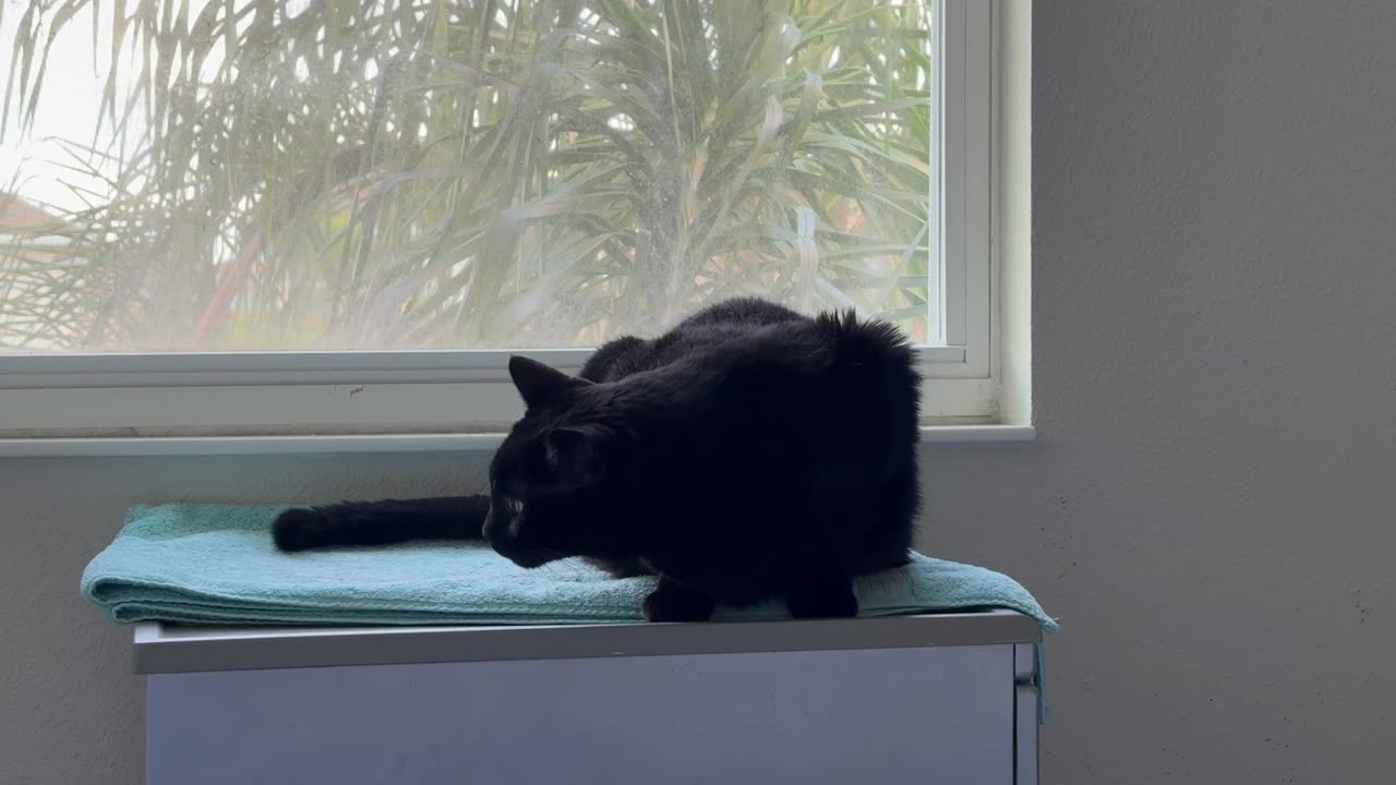 Cute Precious Piper Does Spa Activities - My Adopted Shelter Cat Vlog