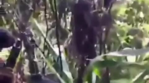 🔥🌏 Indonesia Conflict | Ambush by West Papua Liberation Army on Indonesian Troops | RCF