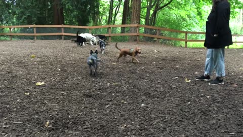 dog park hangout 9023402398
